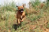 TOSA INU 024